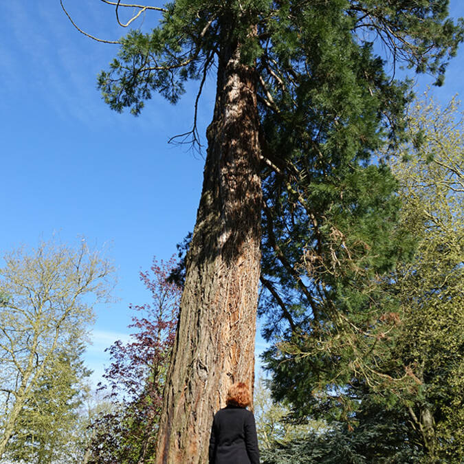 Le parc du Stade-Parc et son sequoia - Bruay-La-Buissière